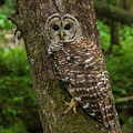 Barred Owl 1