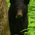 Grazing Black Bear