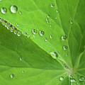 Nature's Beading