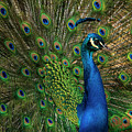 Radiant Plumage