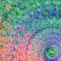 Swirl of Flowers