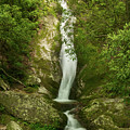 Waterfall in the Forest