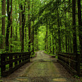 Wooded Path